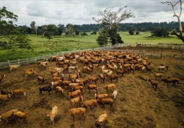 Abattoir Val Pacifc 3